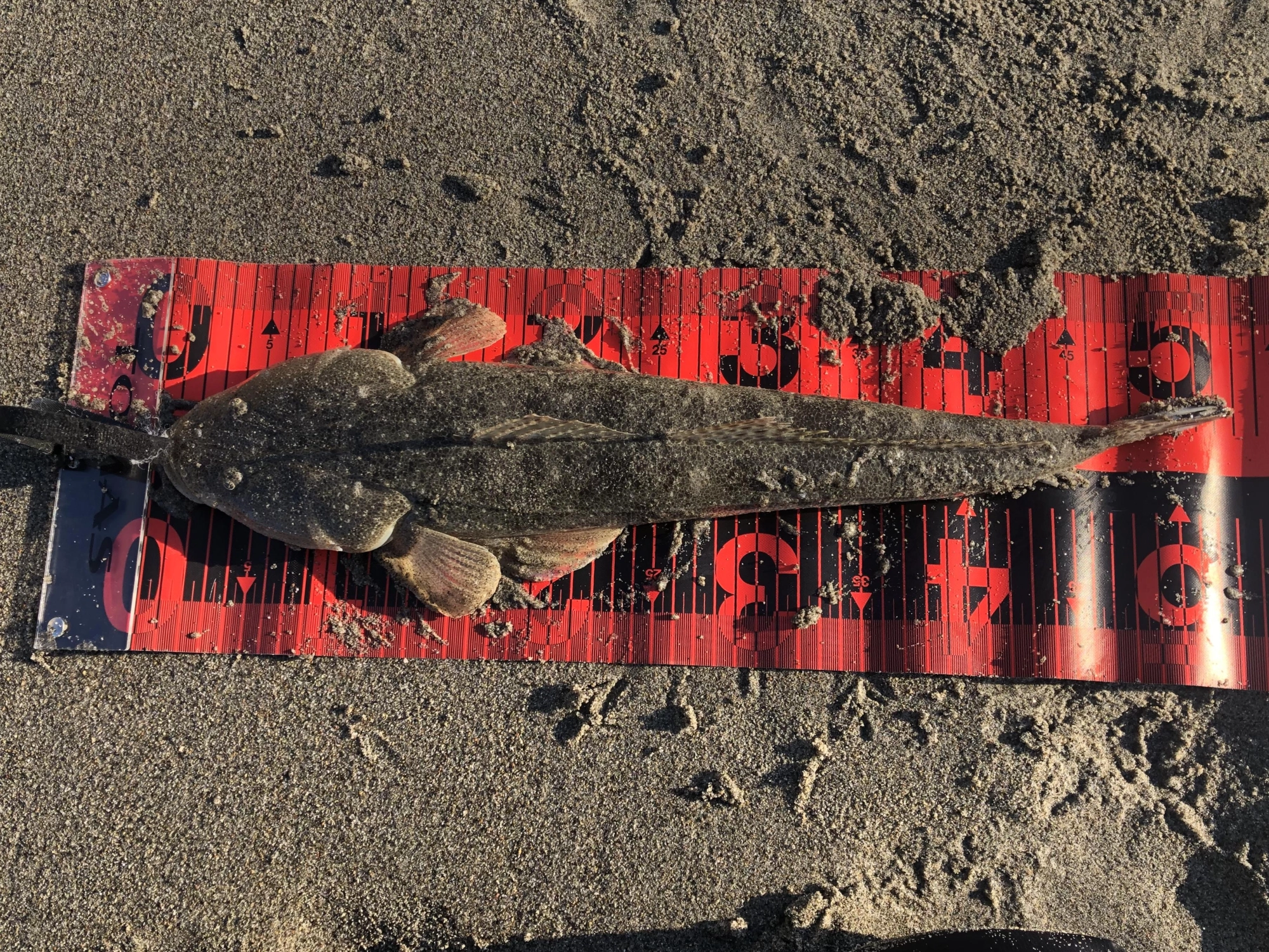 52cm
