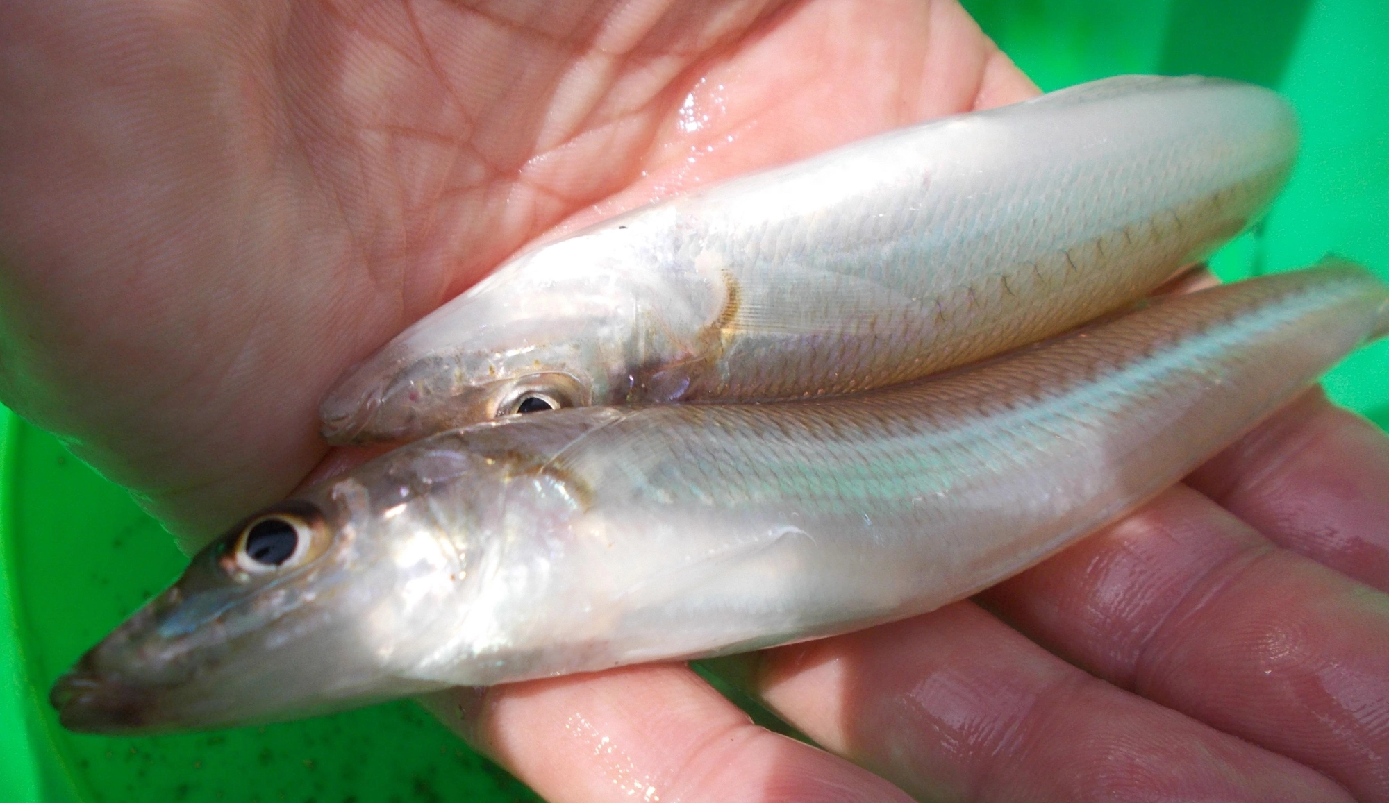 この位の大きさのキスが釣れてきました。これからが本格シーズンで数釣ることが出来ますよ。