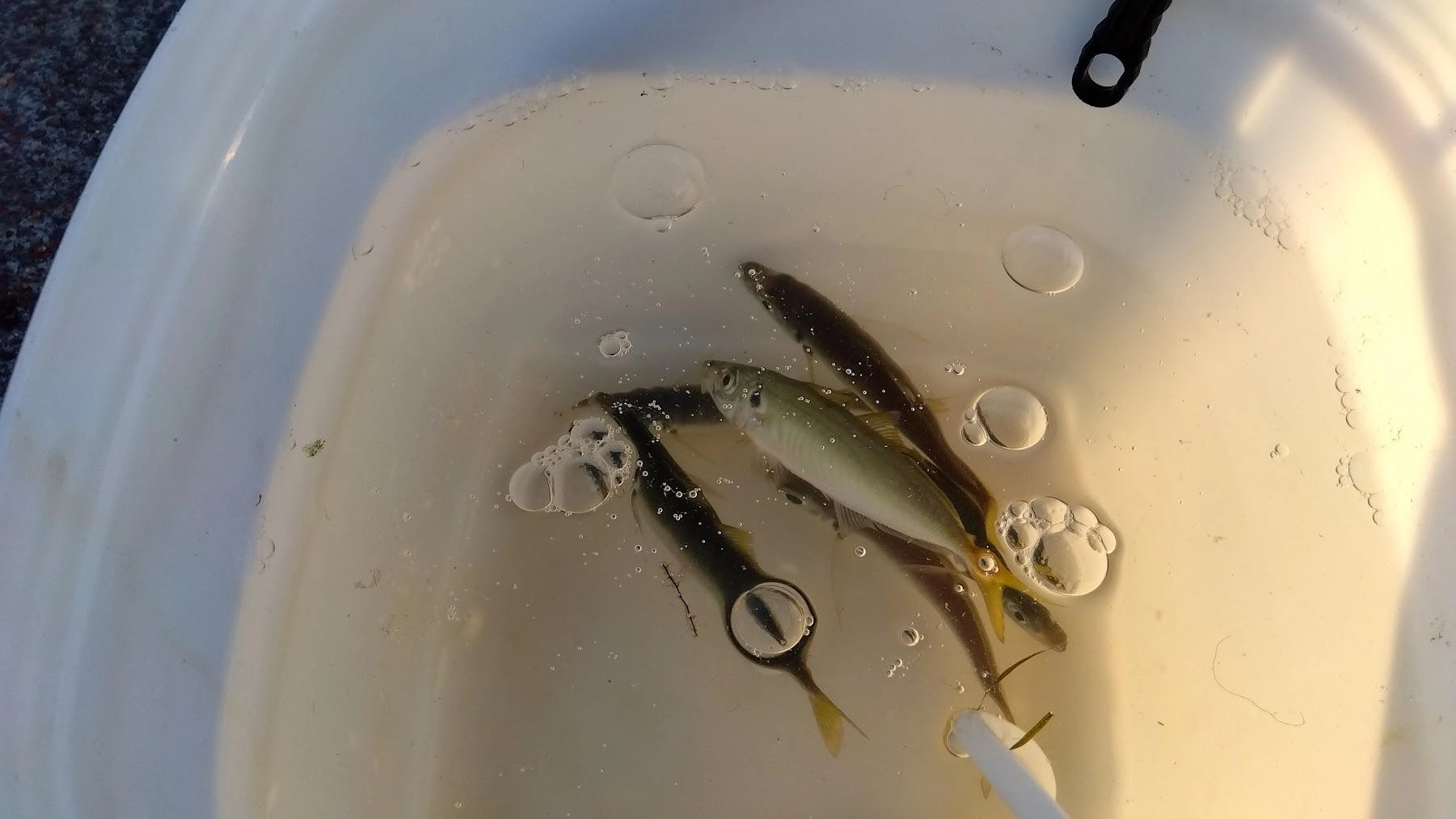 夕方ケイムラパイプを付けた旧アジキャッチ３号で鯵が入れ食いでした。
カンパチの後はロデオ針に戻しますが、何度もちびイカに齧られ1杯だけゲットでした。あと１度鯵を真っ二つにされ、太刀魚の気配がありましたが釣れませんでした。