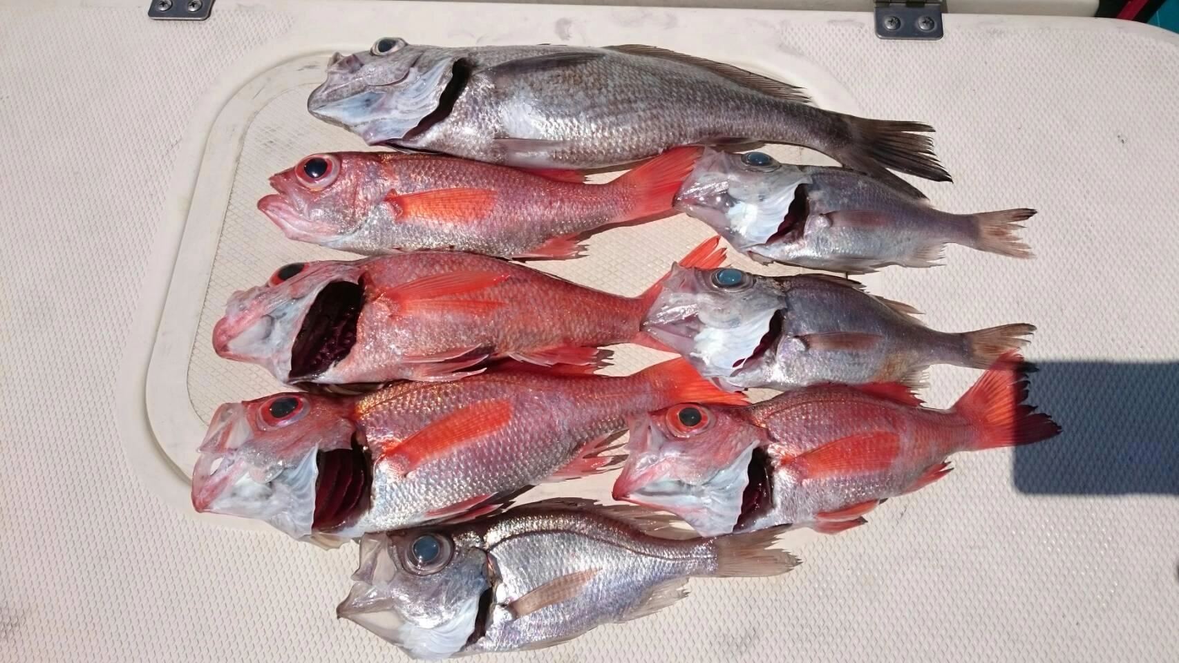 沼津沖アカムツ釣れております！！