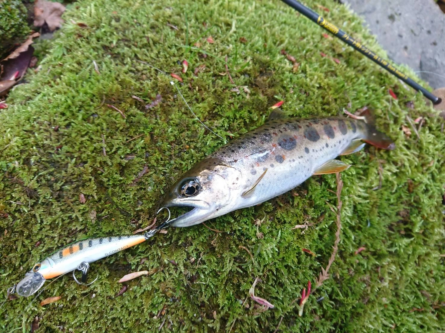 キレイなアマゴを釣ることができました！