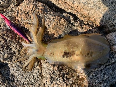 ヒットエギは餌木邪の４号です。