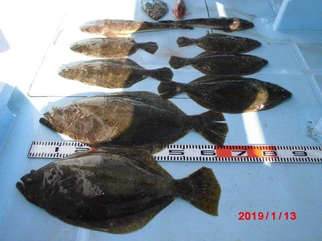 反対側の片舷、釣果ッ(^-^)今日の最長寸ポッチャリ66㌢overビラメ登場ッ(・∀・)