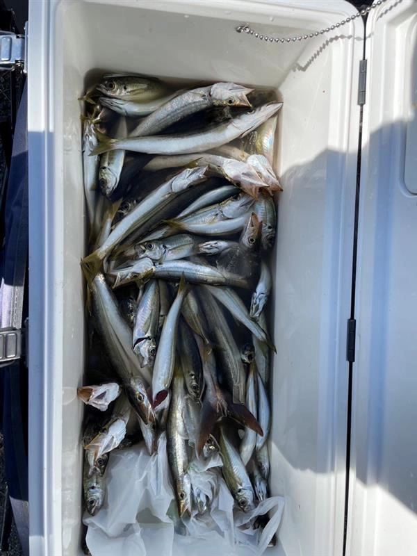 喰わせサビキ、ピンクスキンのサビキでアジ、カマスが大漁に釣れます！カンパチのエサになる魚ですが、アジとカマスは最高に美味しいのでぜひ食してみて下さい！