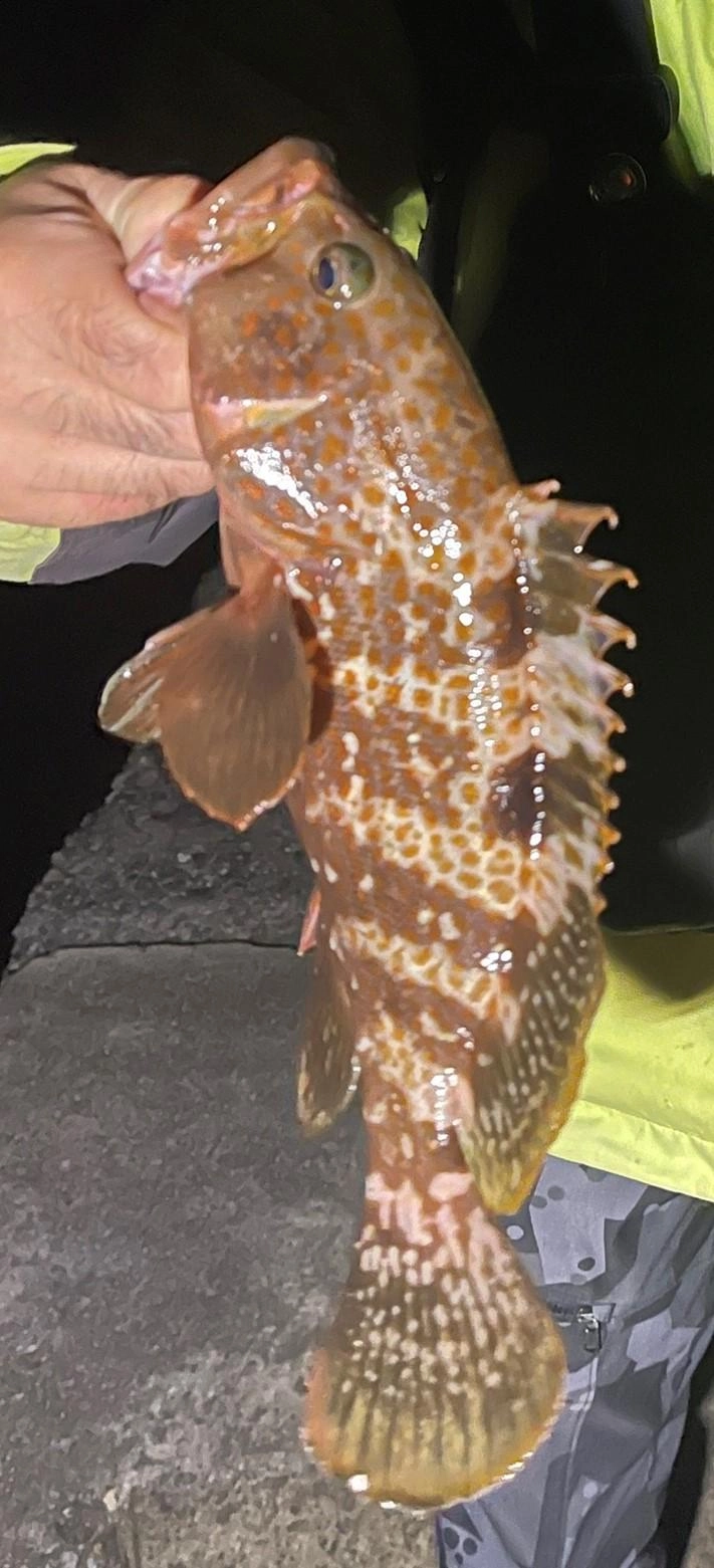 もう一回り大きいのバラしました。トホホ…
