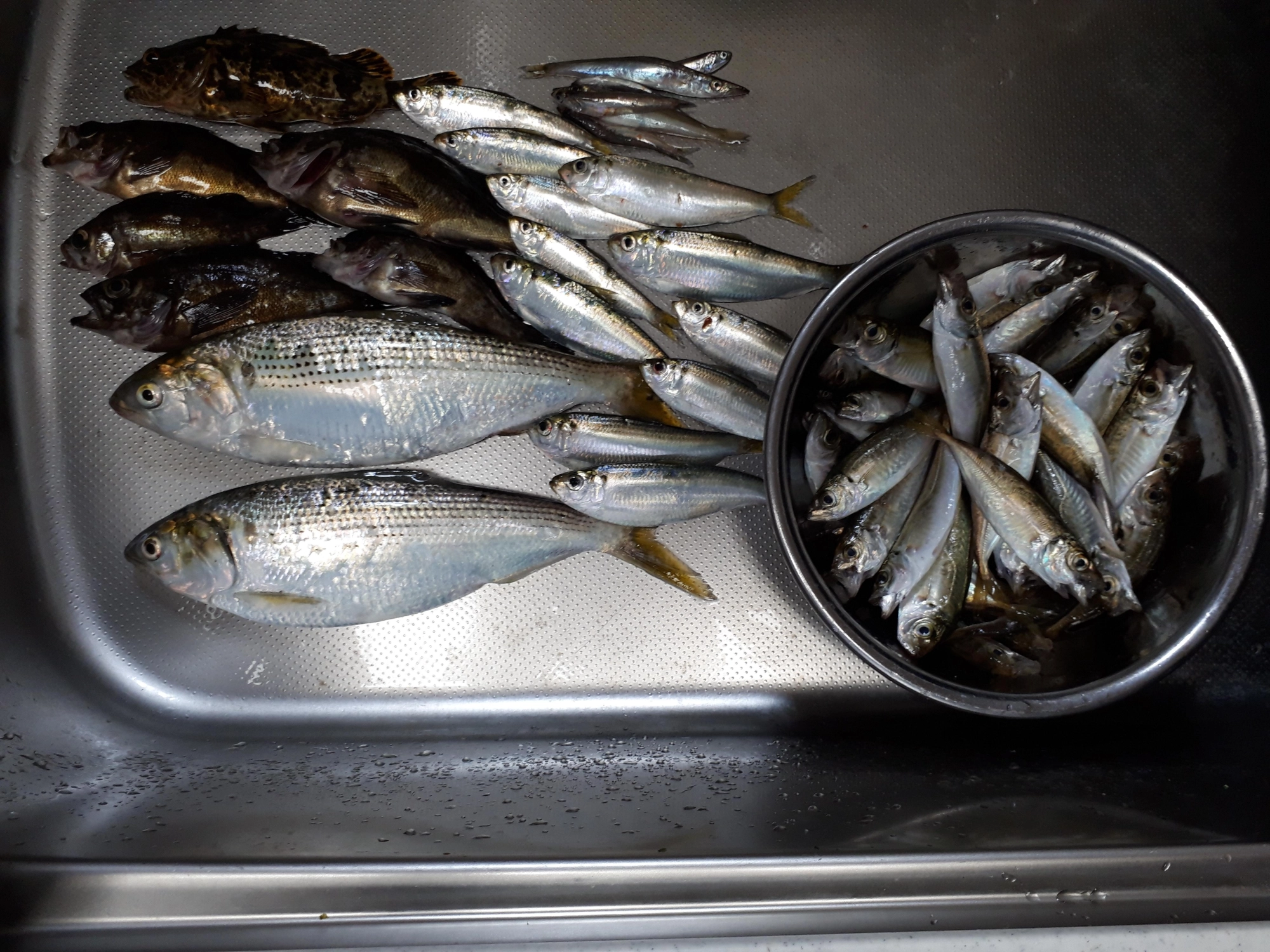 色んな種類の魚が釣れました。アジは、14時からの一時間が入れ食いでした。