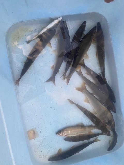 釣果８匹