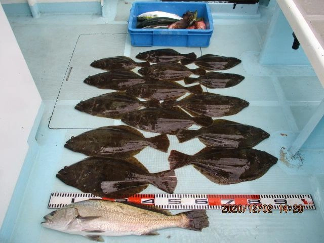 こちら側も肉厚初冬ビラメを沢山、釣り上げましたよッ(^-^)