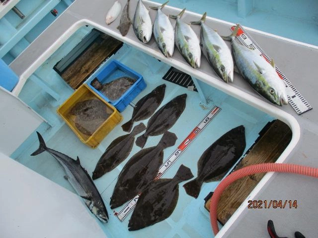 今日もベイト モリモリッ‼︎肉厚初春ビラメ、青物がワヤぐいッ‼︎