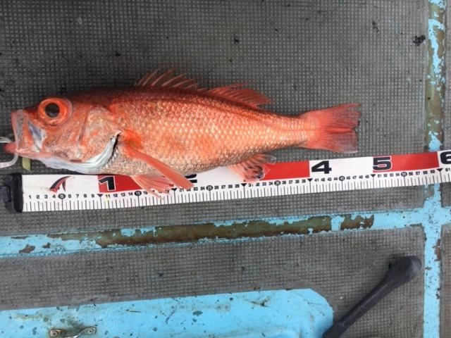 48ＣＭ　約1.3ｋｇ