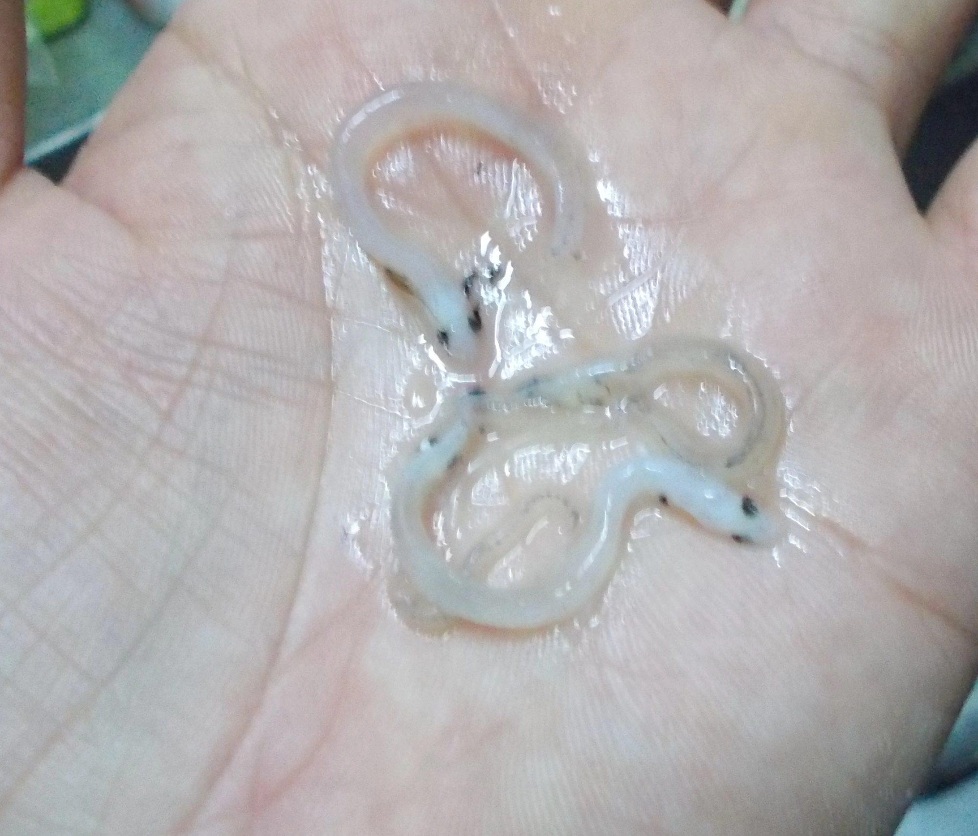 釣れた魚が吐き出したシラウオ？シラス、クリア系のミノー、ストレート系ワームが良さそうです。