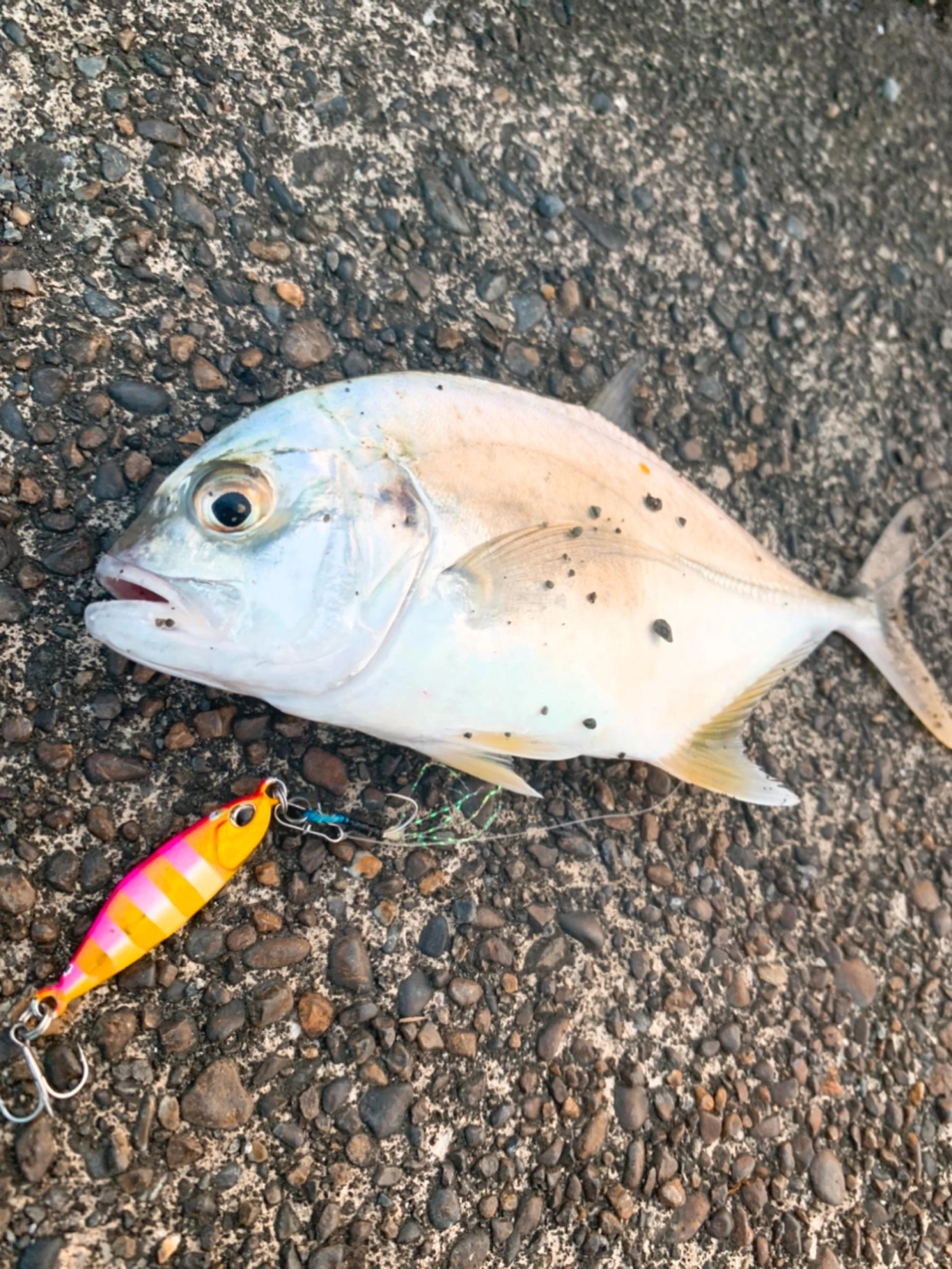DUOのテトラジグに元気よくアタックしてくるメッキ。釣り甲斐があります。初心者にもオススメです。