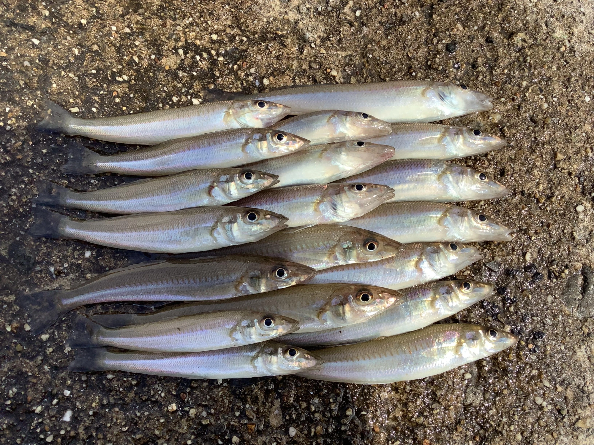 今日は海が荒れた後のせいか、型も小さくあたりも少なくポツポツ拾い釣りでした。