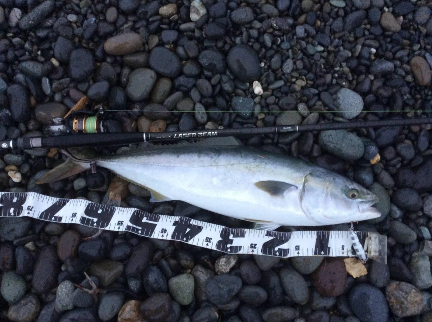 本日も沼津サーフにてワラサ・ブリの釣果が上がりました！ヒットルアーはドラッグメタルスリム６０ｇ。
