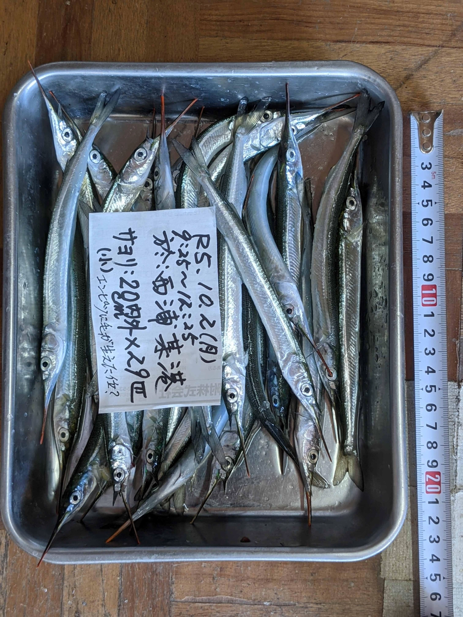 チャリコ、小サヨリは、本年の大きな特徴