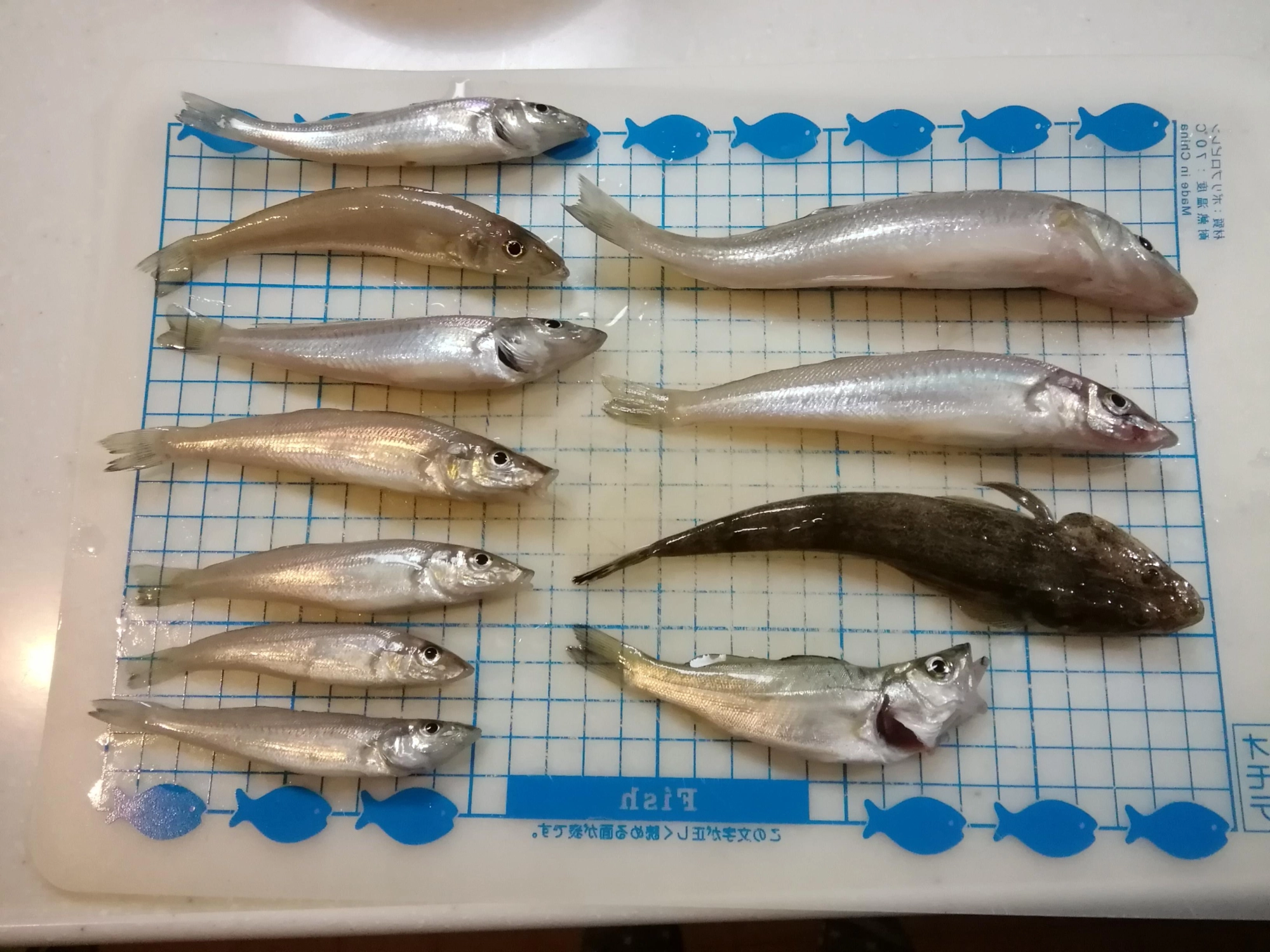 少し魚が曲がってしまいました。すいません。