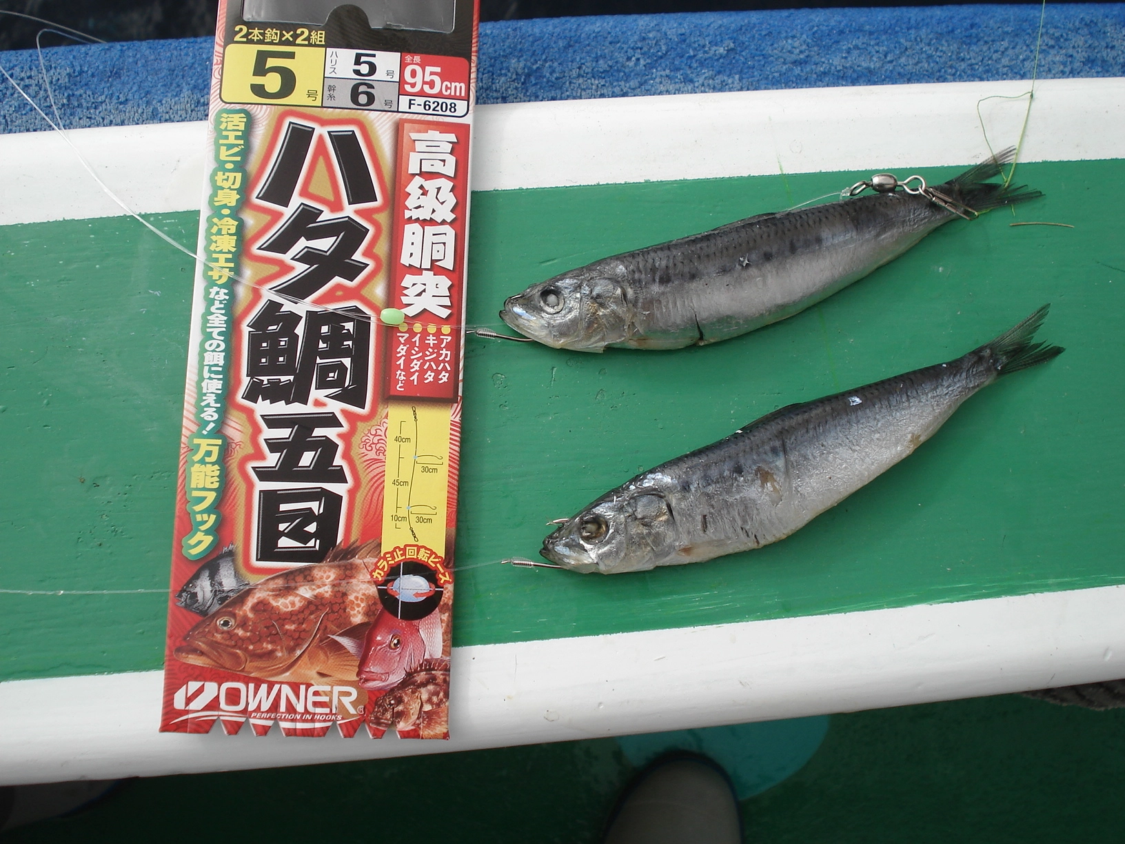 豪快にイワシを一匹付けるハタ五目はイナダにハタにと美味しい魚が釣れます。
