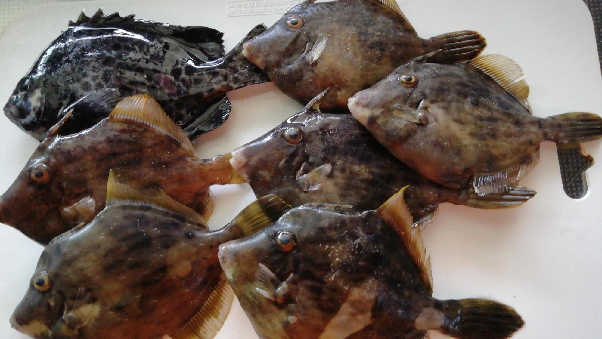 小さいカワハギが釣れました。虫ヘッドにイソメ。