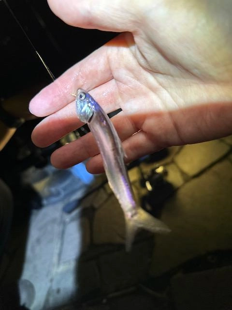 サビキ仕掛けにカタクチイワシ！