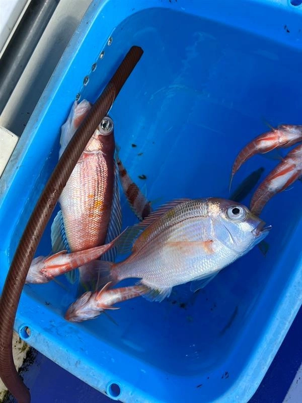 アマダイ釣りは様々な美味しい魚が釣れるのでとても楽しいです！アマダイ以外の魚も美味しく食べられますのでいろいろな料理にチャレンジしてみて下さい。
