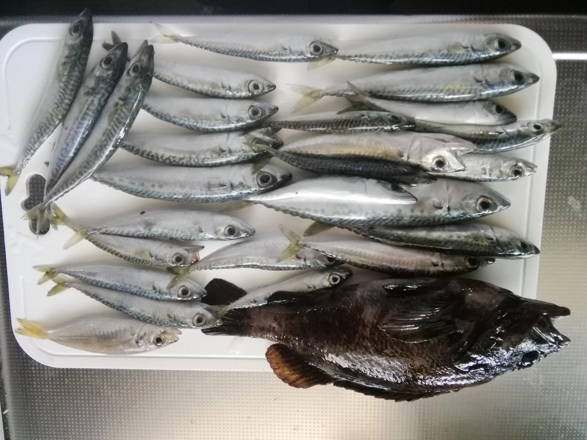 豆サバ　25匹　　豆アジ　　1匹