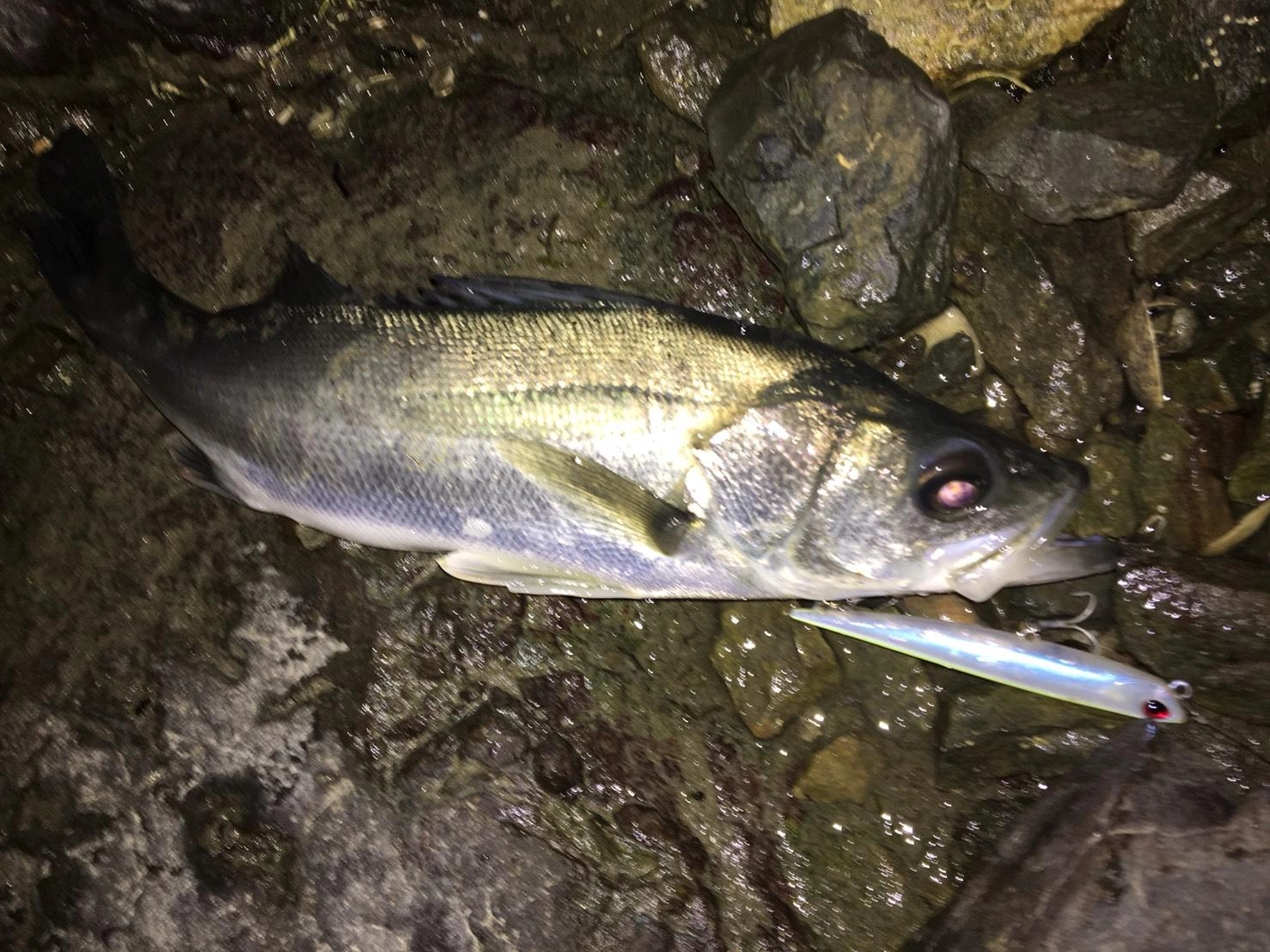 風が当たる岬にできた潮目にシンキングペンシルを通すと連続ヒット。