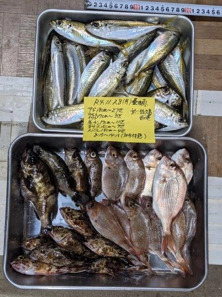 この時期皆さんの狙いはオオギス。そこそこ釣れていたがまだこれからとの事
サビキは少数派。アジは夕方のみとの事
