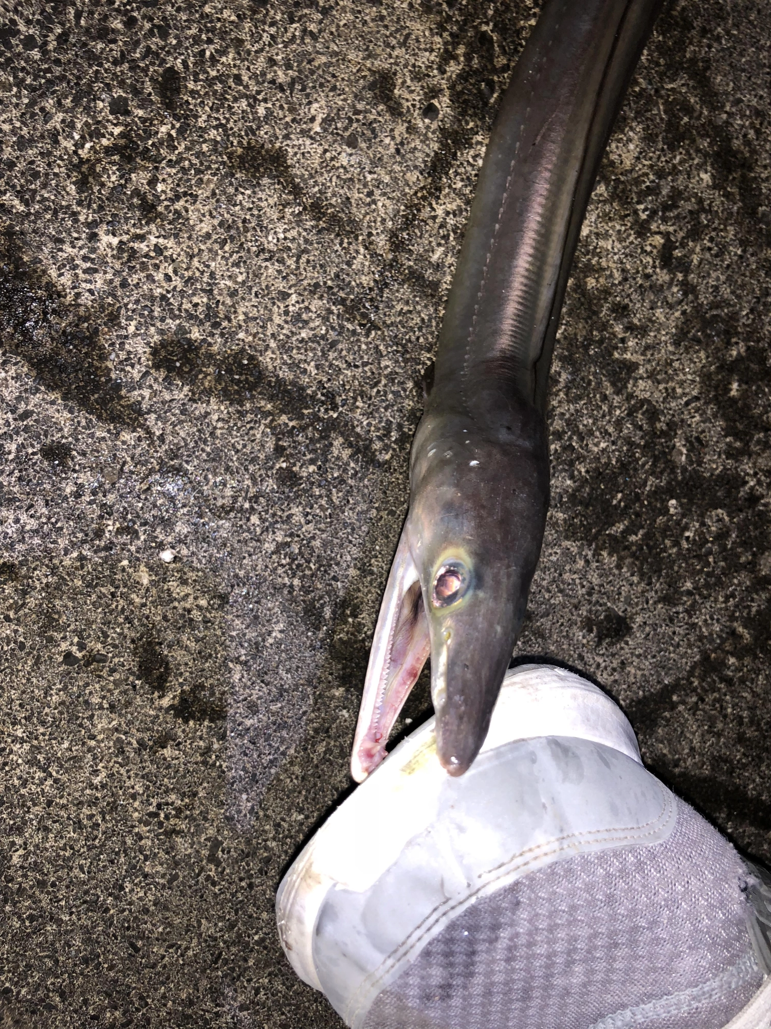 やる気まんまんです。
