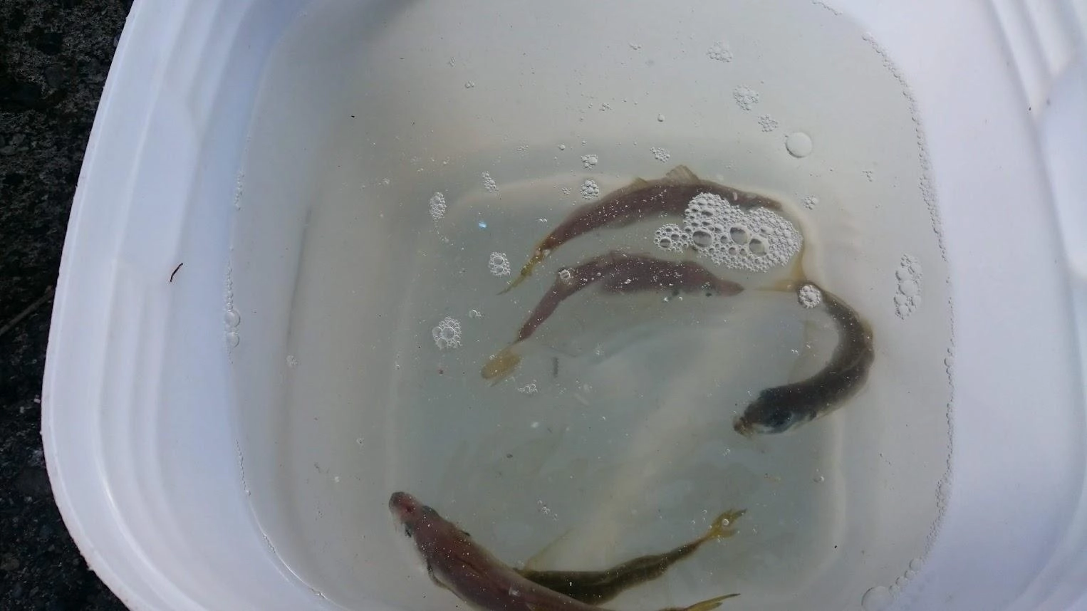 鯵や鰯は時合が17時くらいで、日没前にはパタリと釣れなくなるので餌の確保は釣れているときに釣れるだけ釣るのが肝心です。