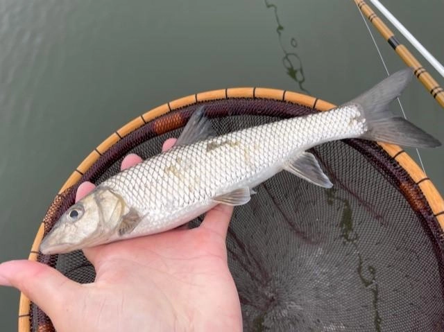 【美品】ヘラブナ 竿 胡春 へらぶな 釣り 池 おり釣具 彩賀ヘラブナ釣り 竿掛1本物(ori-784658)｜へらぶな