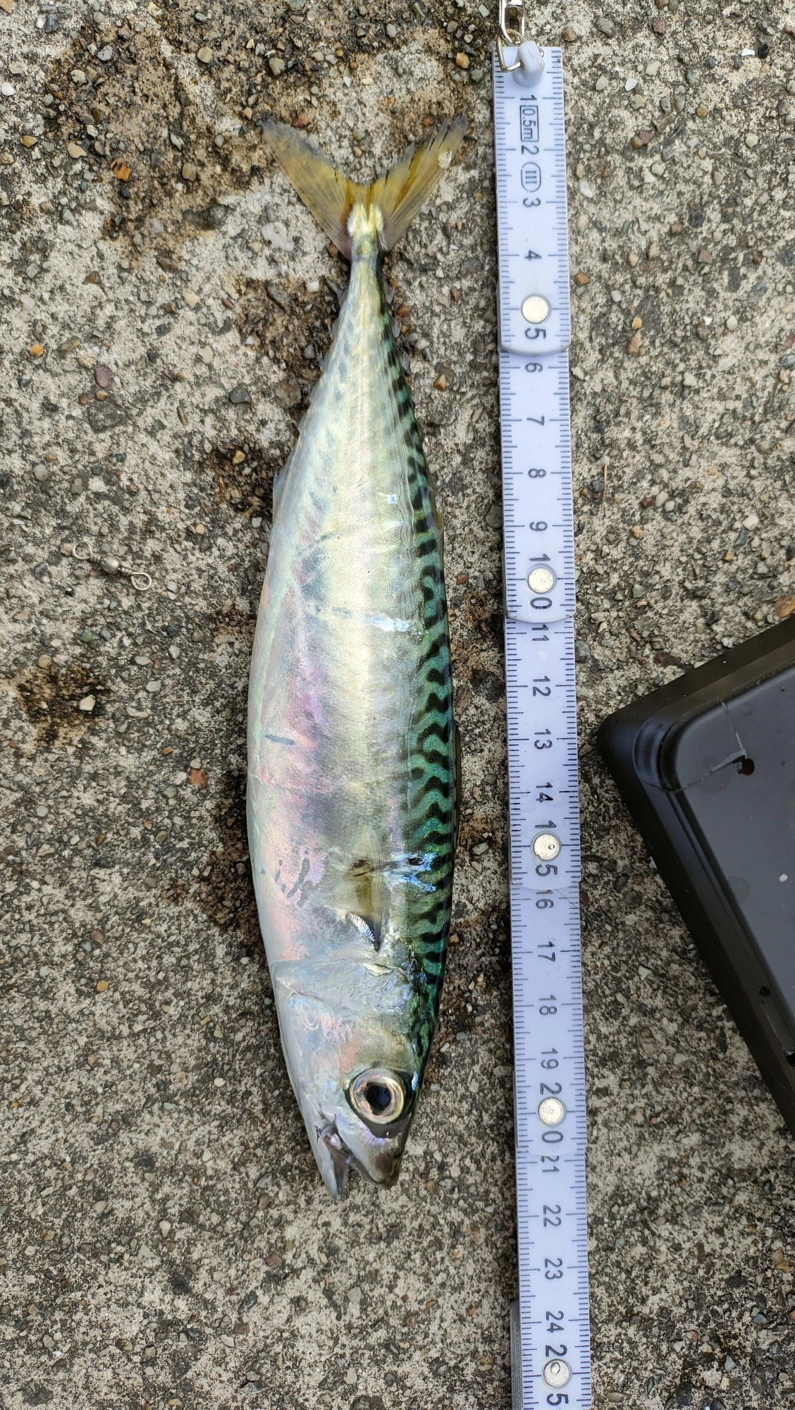 アベレージ20cm！！