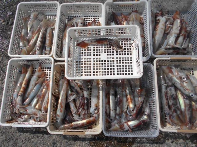 お見事、大漁でした。