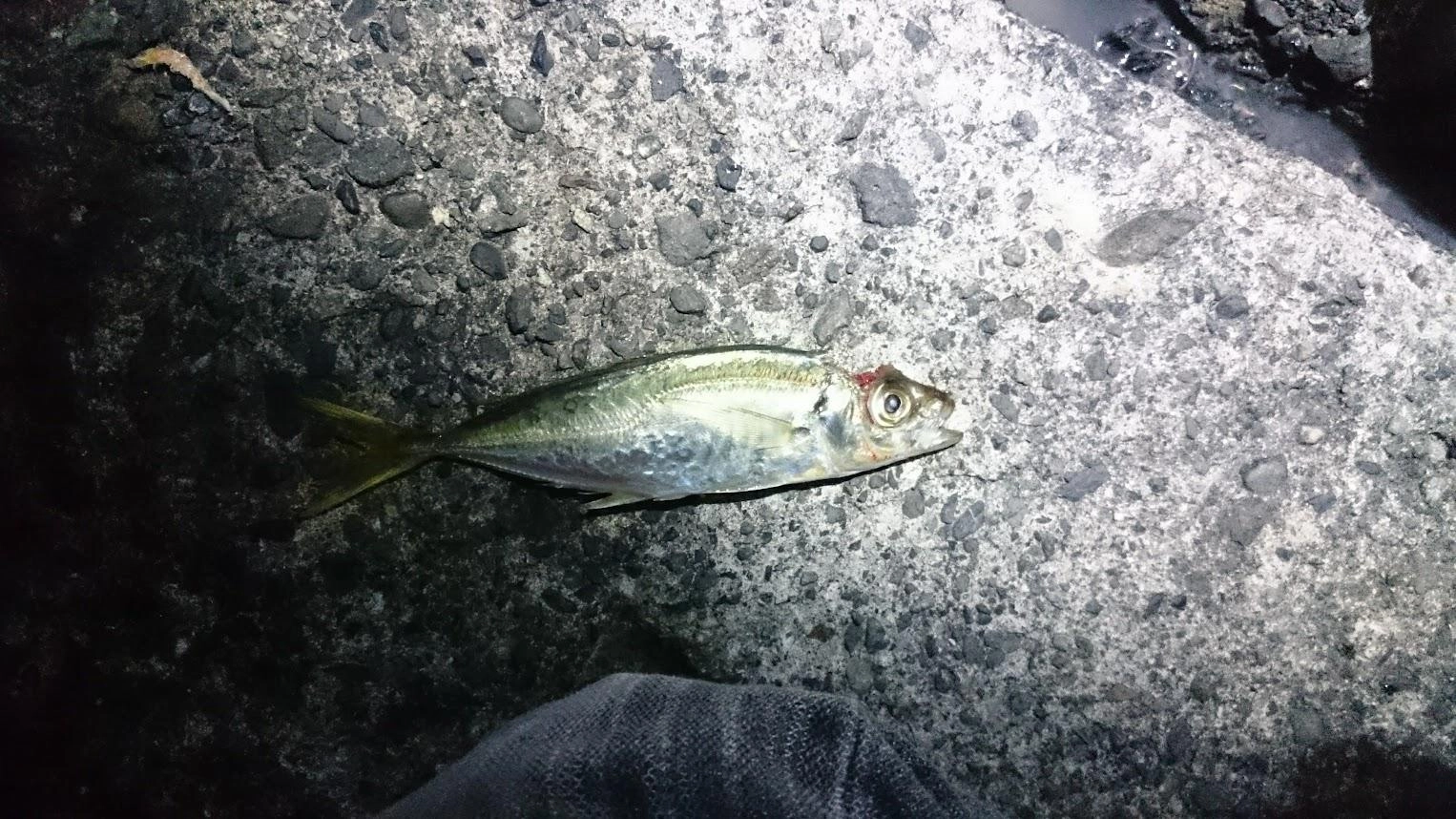 アオリイカの初回ヒットは頭だけ齧られ食い逃げでした。