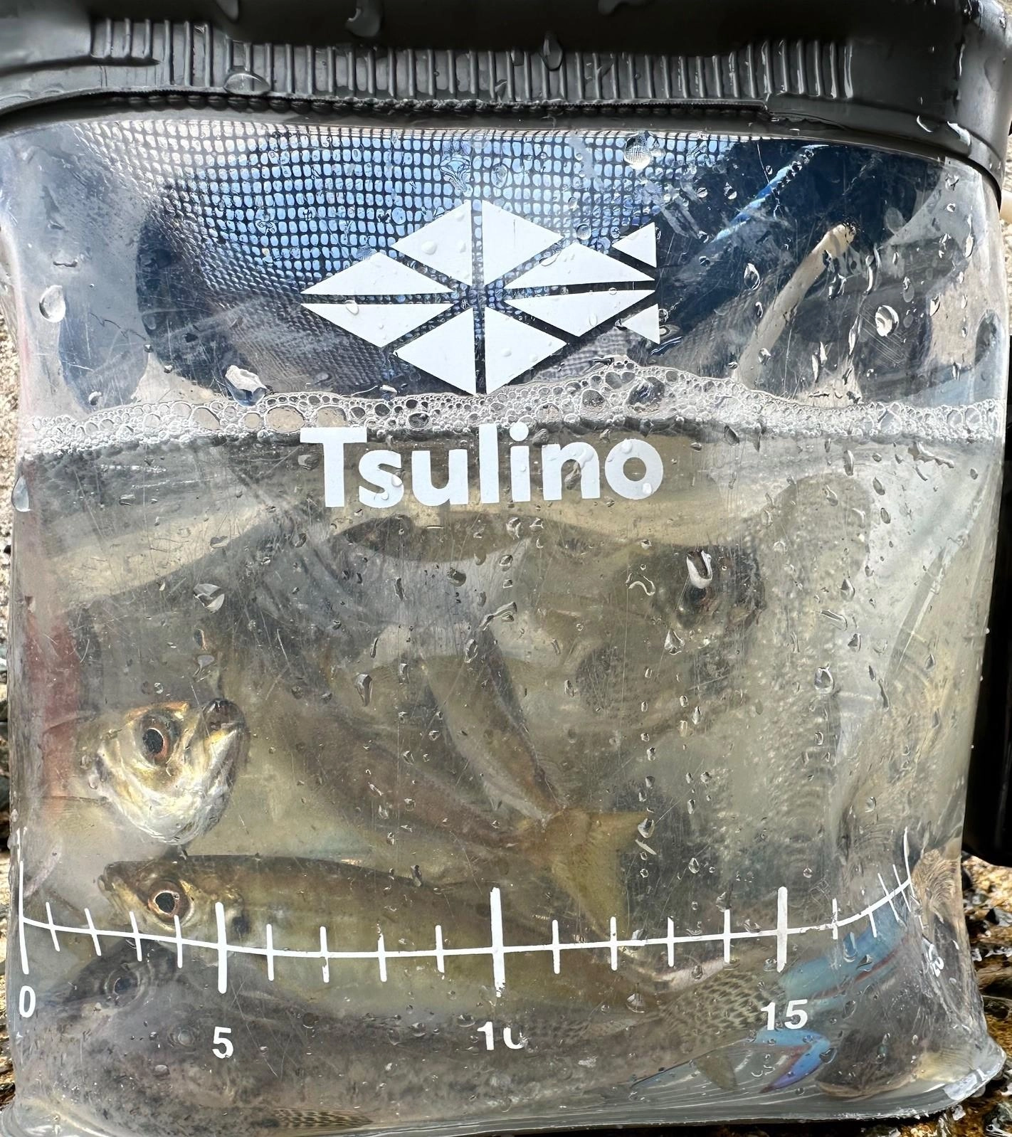 アジでバケツいっぱい！