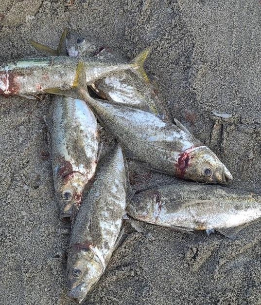 サーフで釣れるアジはデカい！