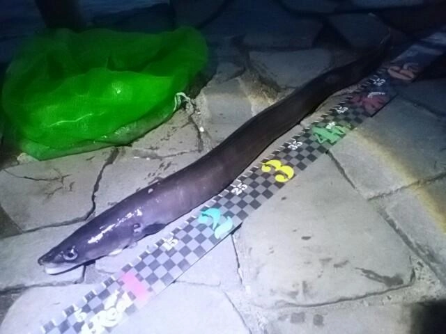 キング