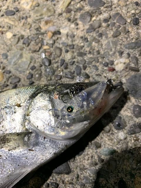 nada.
ビーグルＳでガッツリ喰わせました。
