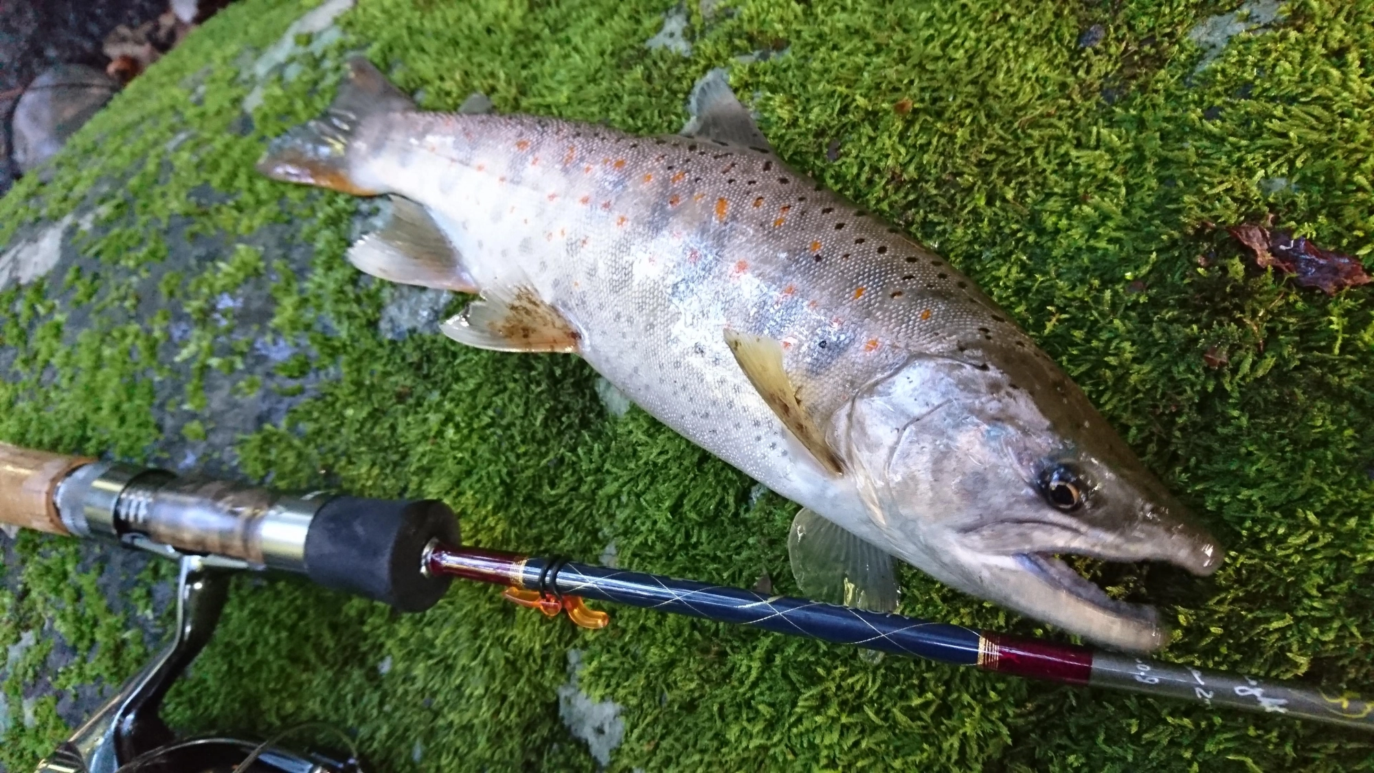 良型のアマゴが釣れました。引きが強烈でした！