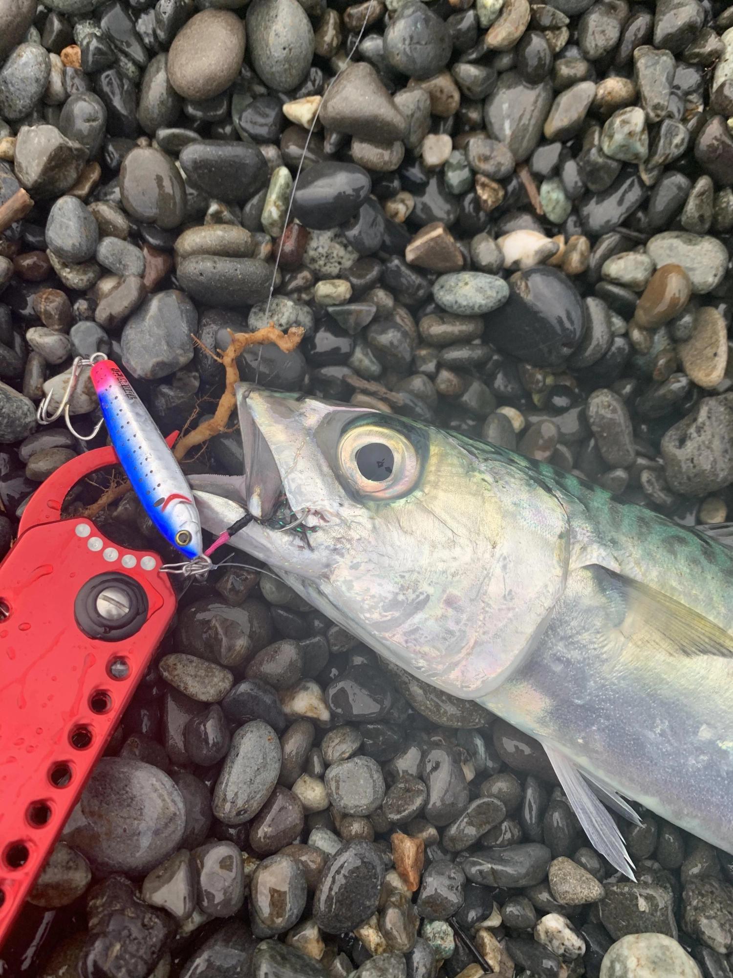 エギングタックルでSLS
ゼスタ ランウェイターボSLSチューン20g