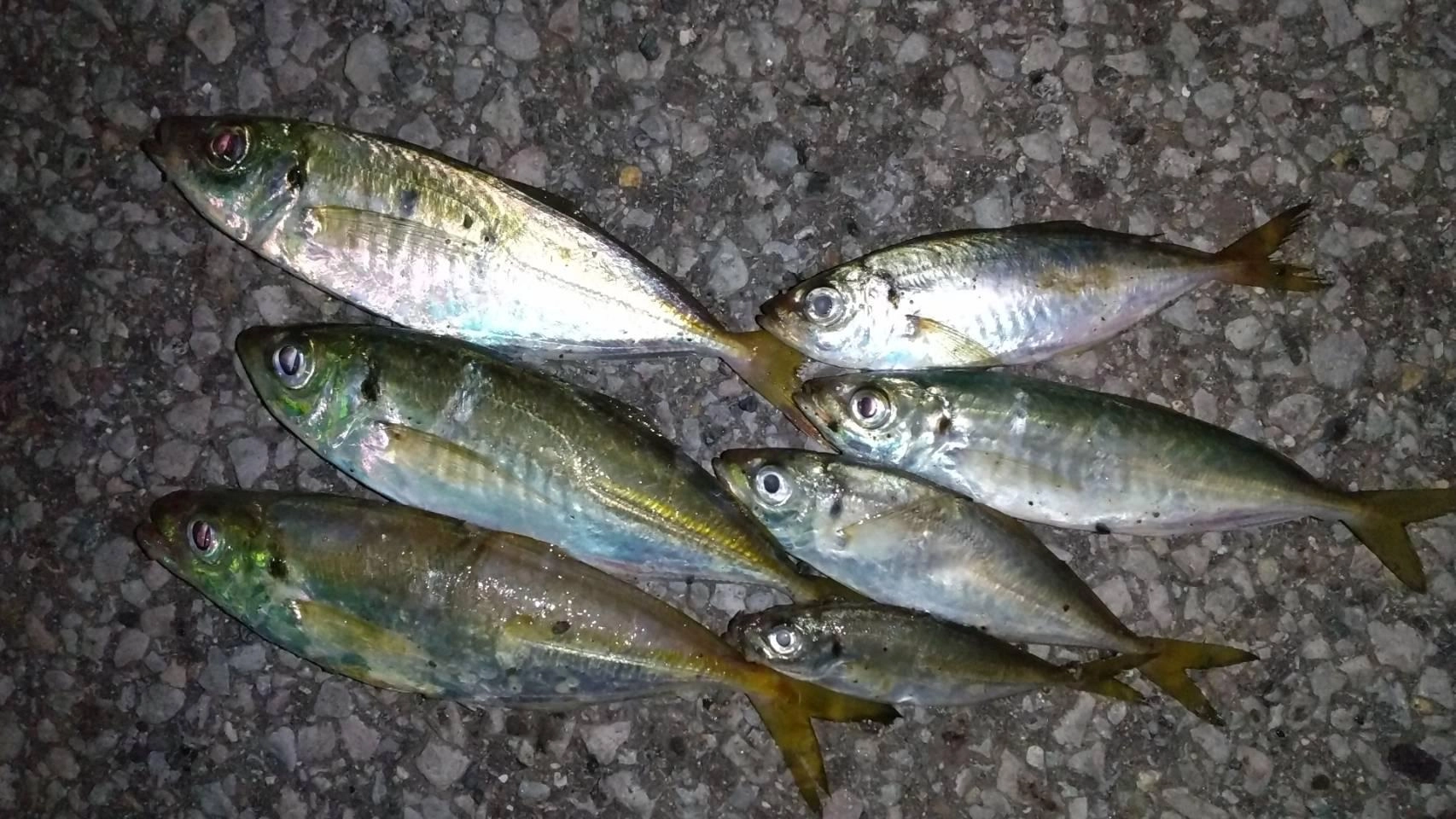 良型20ｃｍ級も釣れます！
