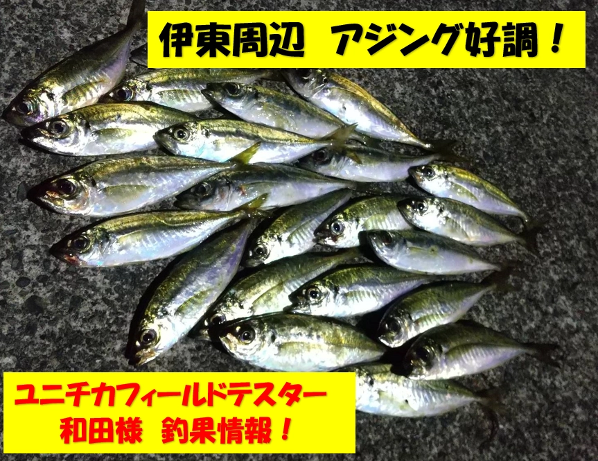 和田様より　伊東周辺　アジング情報です！