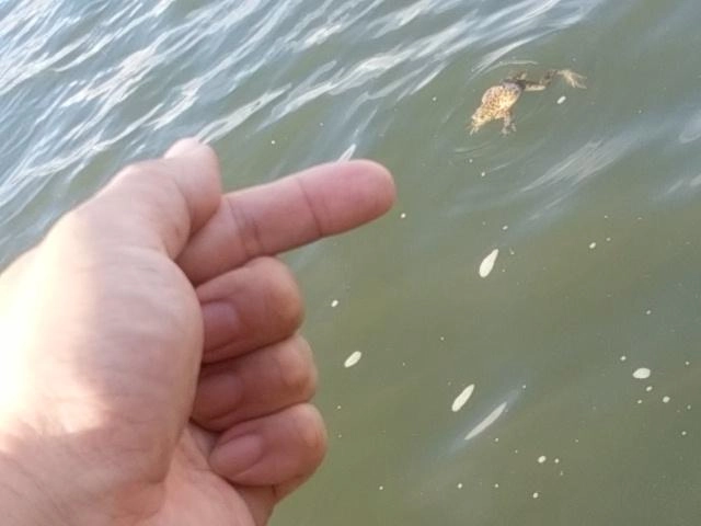 リリース