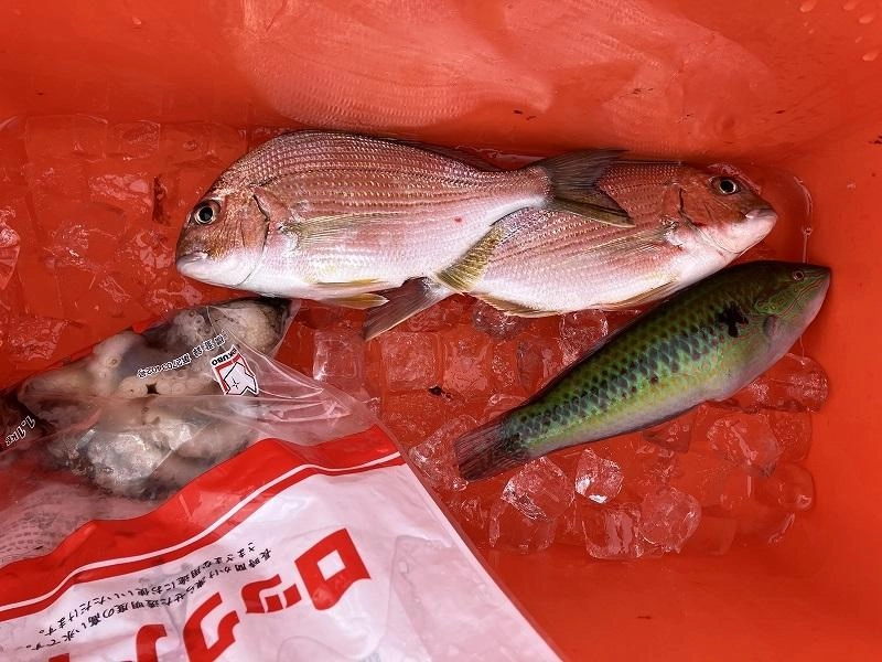 虫餌でヘダイ・ベラ＆タコ | 釣具のイシグロ | 釣り情報サイト