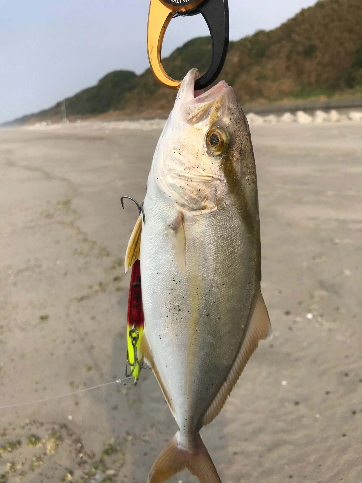 けっこう岸寄りでHITしました！
