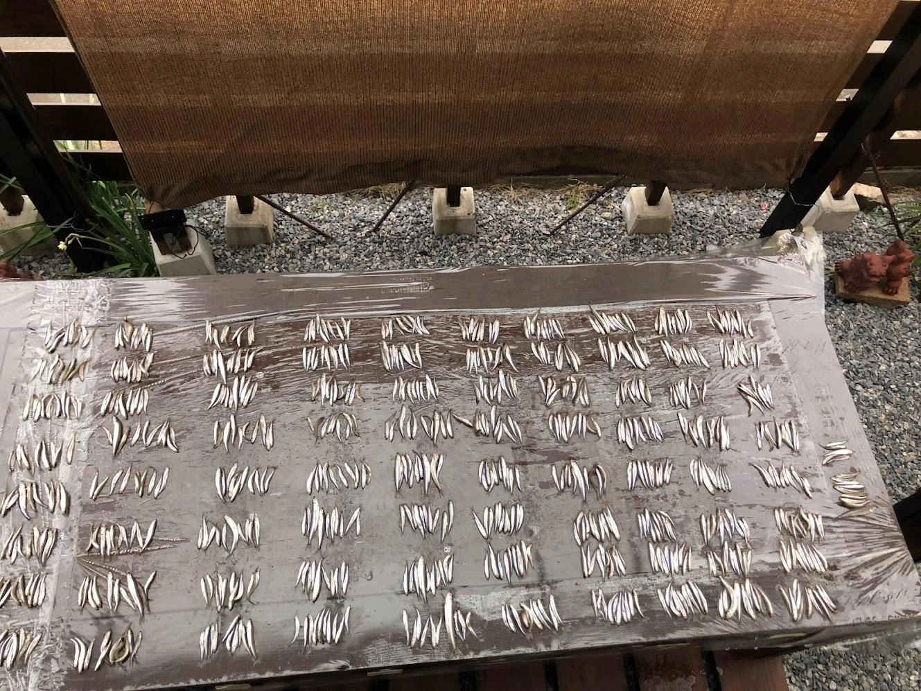 恒例のワカサギ整列です。並べるのも大変でした。自己ベストの815匹でした。