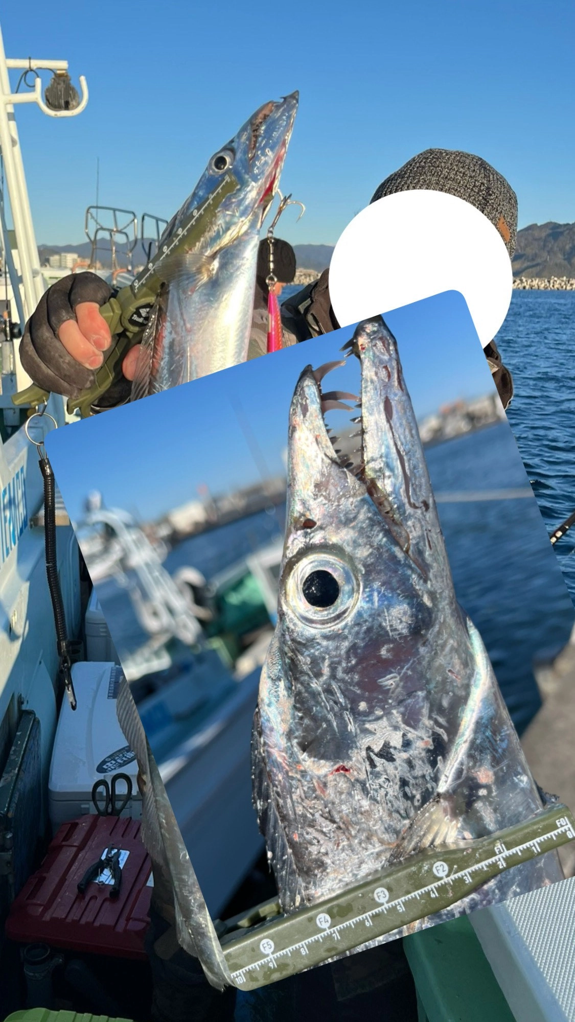 小川港橋安丸様タチウオジギング!!スタッフ青島釣行 | 釣具の