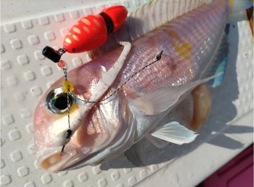 これが本当に最終値下げ！アマダイ、タチウオ、イサキ狙いに！★A-ブリッツ ネライ ML-180・E★現行モデルの未使用品・最安値！ アマダイの究極の血抜き編 vol.73