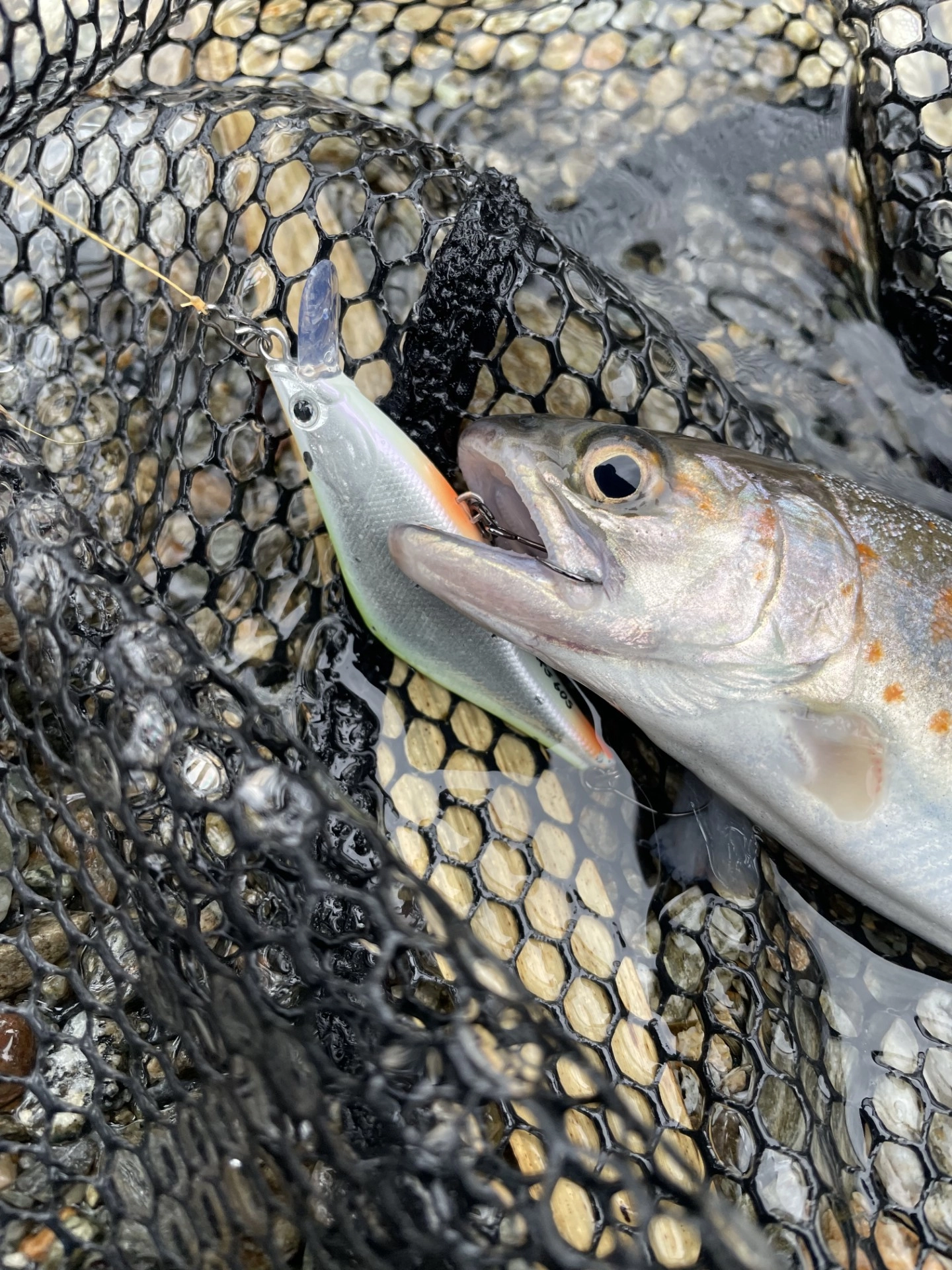 2025渓流ルアー釣行vol.1 in櫛田川上流 | 釣具のイシグロ | 釣り情報サイト