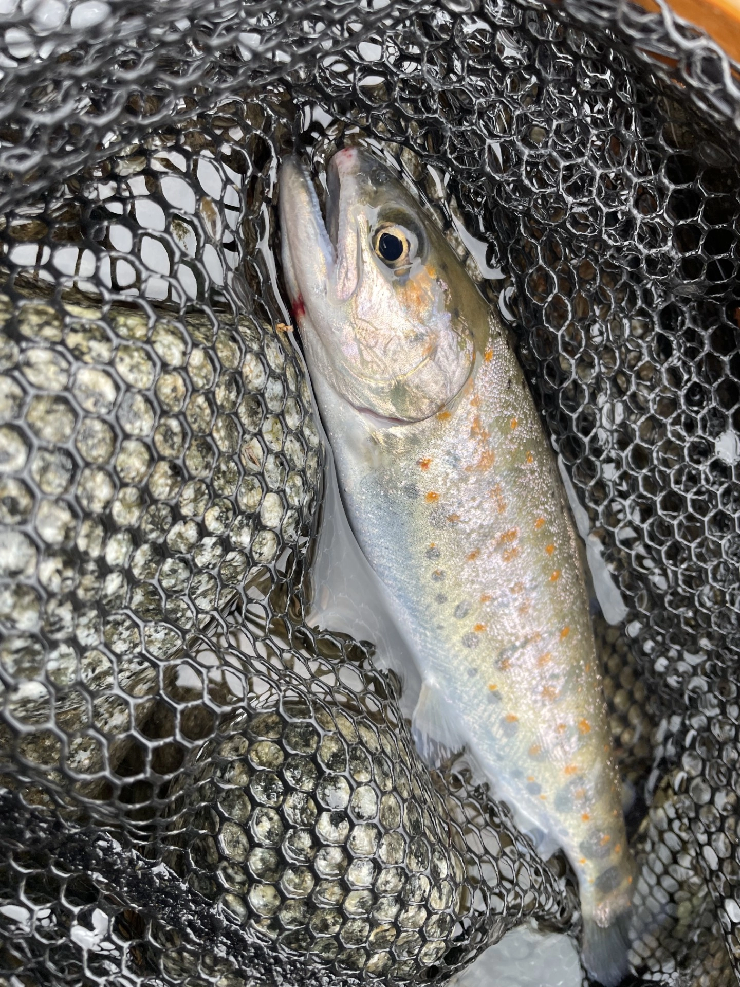 2025渓流ルアー釣行vol.1 in櫛田川上流 | 釣具のイシグロ | 釣り情報サイト