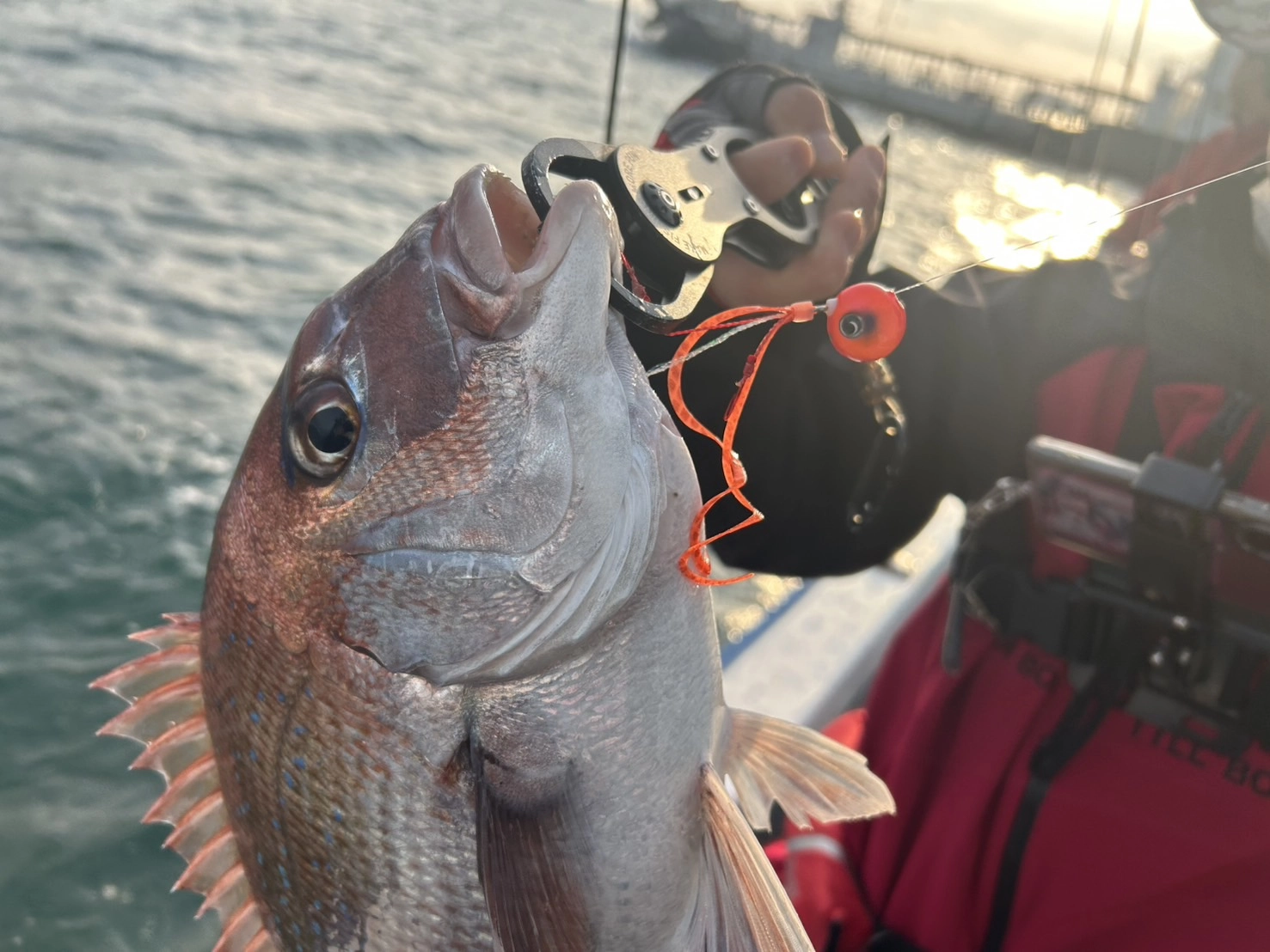 伊勢湾タイラバで釣れた48cmの真鯛
